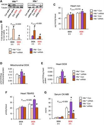 Iron Promotes Cardiac Doxorubicin Retention and Toxicity Through Downregulation of the Mitochondrial Exporter ABCB8